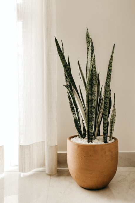 Decorating with Houseplants: A Guide to Indoor Greenery